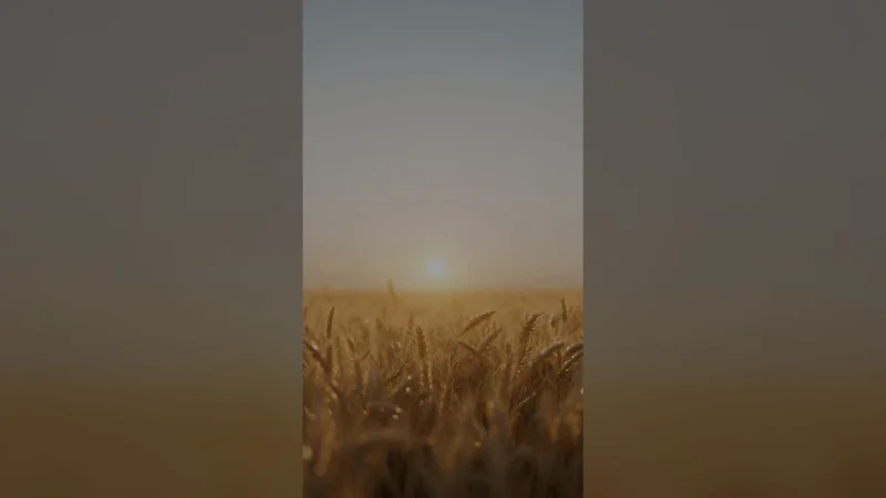 Uma foto em pé no telão, com o fundo preenchido pela própria imagem desfocada.